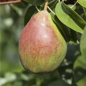 Pyrus com.'Clapps Liebling' CAC