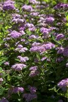 Spiraea japonica 'Little Princess'