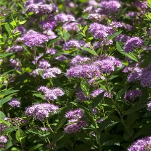 Spiraea japonica 'Little Princess'