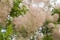 Cotinus coggygria 'Smokey Joe' -R-