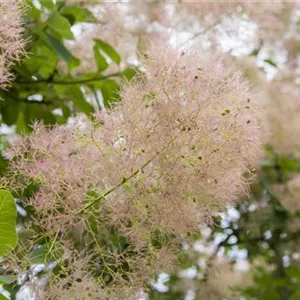 Cotinus coggygria 'Smokey Joe' -R-