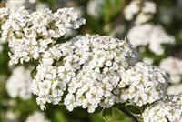 Spiraea nipponica 'Snowmound'