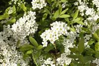 Spiraea cinerea 'Grefsheim'