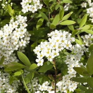 Spiraea cinerea 'Grefsheim'