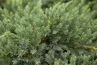 Juniperus squamata 'Blue Carpet'