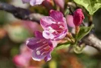 Weigela 'Styriaca'