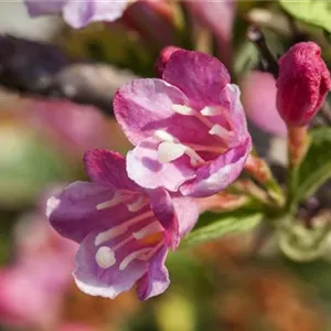 Weigela 'Styriaca'