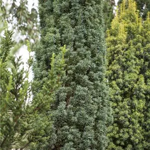 Taxus baccata 'Fastigiata Robusta'