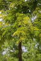 Gleditsia triacanthos 'Sunburst'