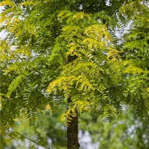 Gleditsia triacanthos 'Sunburst'