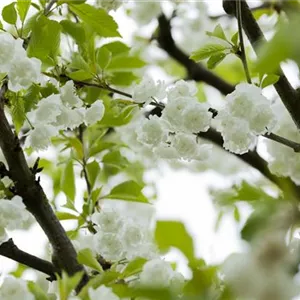 Prunus avium 'Plena'