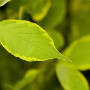 Cornus alba 'Spaethii'