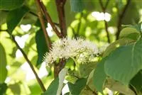 Cornus sericea 'Flaviramea'