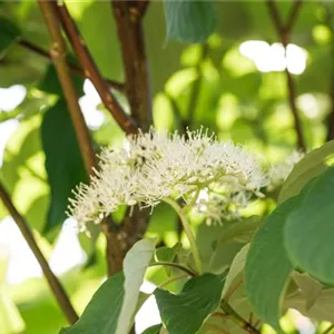 Cornus sericea 'Flaviramea'