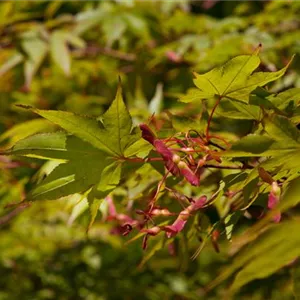 Acer palmatum 'Osakazuki'