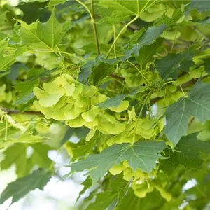 Acer platanoides 'Cleveland'