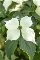 Cornus kousa 'Venus' -R-