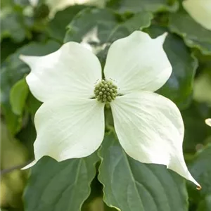 Cornus kousa 'Venus' -R-