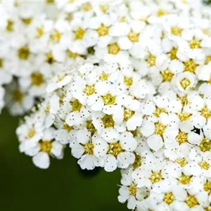 Spiraea arguta