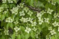 Cornus kousa chinensis 'China Girl'