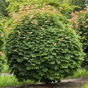 Acer platanoides 'Globosum'