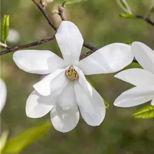 Magnolia kobus