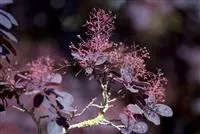 Cotinus coggygria 'Lilla' -S-