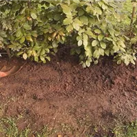 Rotbuchenhecke - Einpflanzen im Garten (thumbnail).jpg