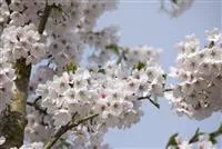 Prunus yedoensis