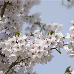 Prunus yedoensis