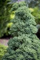 Juniperus procumbens 'Nana'