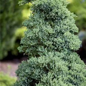 Juniperus procumbens 'Nana'