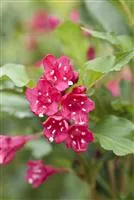 Weigela 'Red Prince'