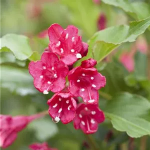 Weigela 'Red Prince'