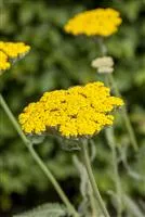 Achillea filipendulina 'Coronation Gold'