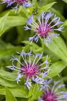 Centaurea montana