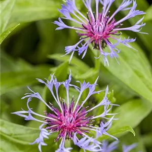 Centaurea montana