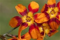 Crocosmia x crocosmiifl.'Emily McKenzie'