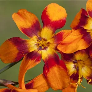 Crocosmia x crocosmiifl.'Emily McKenzie'