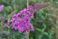 Buddleja davidii 'Pink Delight'