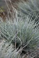 Festuca cinerea