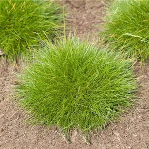 Festuca gautieri